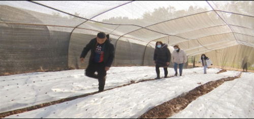 禾豐鎮(zhèn)探索食用菌栽培技術(shù)，推動現(xiàn)代農(nóng)業(yè)發(fā)展