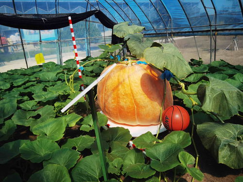 在北大荒，農(nóng)產(chǎn)品有“絕活兒”——農(nóng)業(yè)種植技術(shù)開發(fā)助推高質(zhì)量發(fā)展