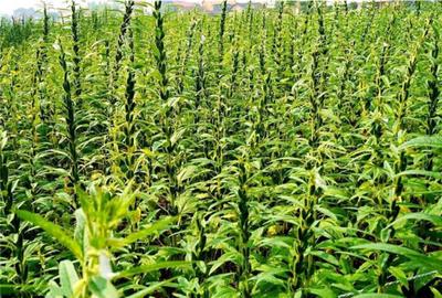 芝麻播種事項與抗旱播種技術(shù)