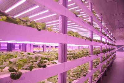從太空餐桌到田間地頭 LED植物照明如何點(diǎn)亮現(xiàn)代農(nóng)業(yè)新未來(lái)