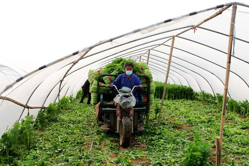 河北永清 科技賦能蔬菜種植，產(chǎn)業(yè)升級(jí)助農(nóng)增收