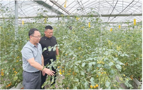 技術(shù)培訓(xùn)進(jìn)大棚 蔬菜基地變課堂