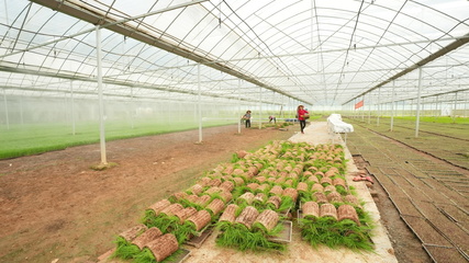 長沙縣江背鎮(zhèn) 打響汛后農(nóng)業(yè)生產(chǎn)“保衛(wèi)戰(zhàn)”，科技賦能農(nóng)業(yè)技術(shù)開發(fā)