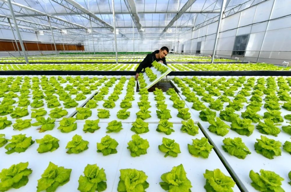 中國農(nóng)業(yè)種植技術(shù)的創(chuàng)新與發(fā)展 現(xiàn)狀、挑戰(zhàn)與未來趨勢