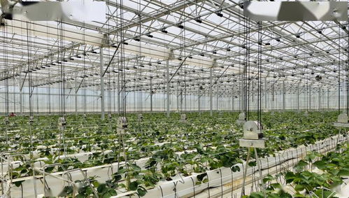 科技賦能農(nóng)業(yè) 以色列經(jīng)驗(yàn)的中國實(shí)踐在云南啟航